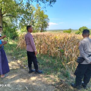 Polres Lombok Tengah Dukung Ketahanan Pangan, Bhabinkamtibmas Terjun Langsung Cek Lahan Jagung Warga
