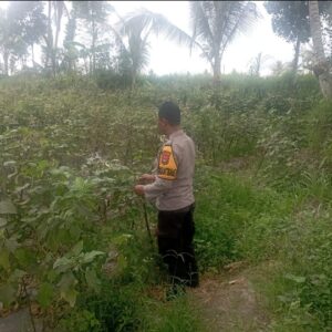 Bhabinkamtibmas Desa Kesik Cek Lahan Ketahanan Pangan Bergizi Bersama Warga