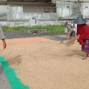 Sinergi Polri dan Masyarakat, Bhabinkamtibmas Desa Merembu Perkuat Ketahanan Pangan Berkelanjutan