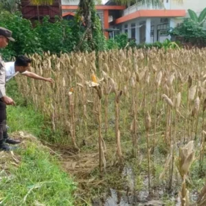 Strategi Ketahanan Pangan, Bhabinkamtibmas Kebon Ayu Dorong Warga Manfaatkan Lahan Pekarangan