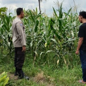 Lahan Kosong Jadi Sumber Uang, Strategi Jitu Bhabinkamtibmas Labuapi Perkuat Ketahanan Pangan Masyarakat