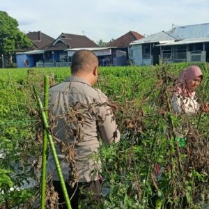 Bhabinkamtibmas Masbagik Utara Sambangi Petani, Ajak Warga Jaga Ketahanan Pangan dan Kamtibmas
