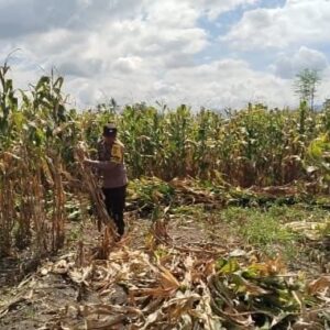 Pemantauan Panen Jagung di Dompu, Polri Perkuat Ketahanan Pangan Nasional