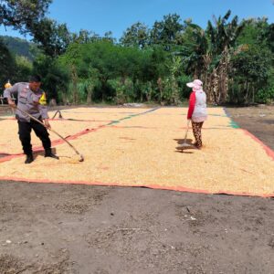 Lakukan Pemantauan Panen Jagung, Bhabinkamtibmas Dorong Distribusi Jagung ke Bulog