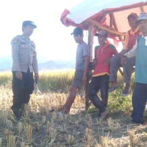 Sederhana Tapi Bermakna, Tanpa ada Jarak, Bhabinkamtibmas Polsek Woha Empati Sambangi dan Bantu Panen Padi Warga Binaan