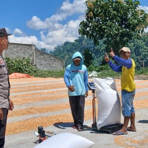 Bhabinkamtibmas Desa Mbuju Pantau Penjemuran Jagung, Dukung Ketahanan Pangan Nasional