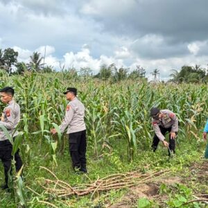 Polres Loteng Tinjau Lahan Jagung Warga Binaan Dukung Ketahanan Pangan