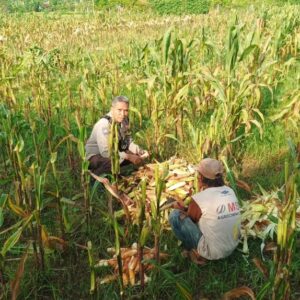Aksi Nyata Bhabinkamtibmas Desa Sandik Ubah Pekarangan Jadi Lumbung Pangan untuk Swasembada Pangan Nasional
