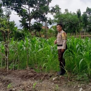 Sinergi Kuat Polsek Labuapi dan Petani: Ubah Lahan Tidur Jadi Kunci Swasembada Pangan