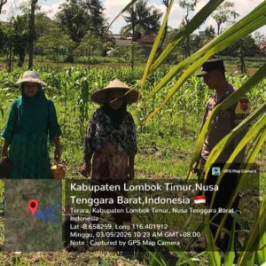 Bhabinkamtibmas Desa Selagik Cek Lahan Jagung Warga, Dukung Ketahanan Pangan