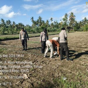 Kapolsek Suralaga Dampingi Penanaman Jagung, Perkuat Ketahanan Pangan di Lombok Timur