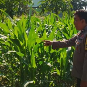 Ubah Lahan Kosong Jadi Lumbung Pangan, Langkah Nyata Polsek Labuapi Perkuat Ketahanan Nasional