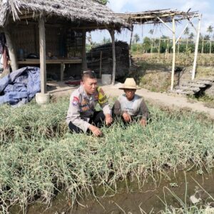 Bhabinkamtibmas Desa Bagik Papan Intensifkan Silaturahmi dan Cek Tanaman Bawang Merah Warga