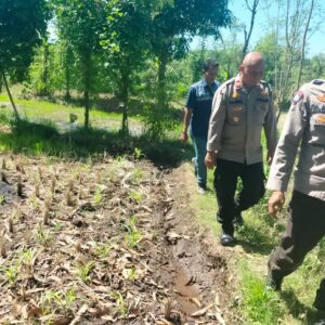 Kapolsek Sakra Monitoring Lahan Jagung di Desa Sakra, Berikan Edukasi Perawatan Tanaman kepada Petani