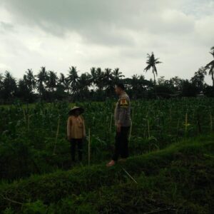 Bhabinkamtibmas Desa Masbagik Selatan Cek Lahan Ketahanan Pangan Bergizi di Tanak Malit Utara