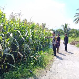 Bhabinkamtibmas Desa Aikmel Timur Monitoring Tanaman Jagung Warga untuk Dukung Ketahanan Pangan
