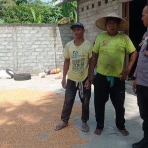 Personel Polsek Labuapi Turun Tangan Pastikan Kualitas Panen Jagung Petani Melimpah