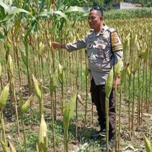 Polsek Labuapi Kawal Petani Jagung Lombok Barat Hadapi Panen
