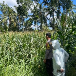 Bhabinkamtibmas Desa Pringgajurang Utara Cek Lahan Jagung Warga, Dukung Ketahanan Pangan Nasional