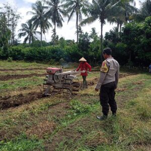 Sinergi di Sawah, Bhabinkamtibmas Desa Kalabeso Pantau Aktivitas Tanam Padi Warga