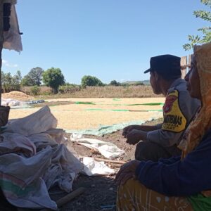 Bhabinkamtibmas Polsek Pekat Pantau Panen Jagung Warga, Dukung Ketahanan Pangan Nasional