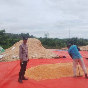 Bhabinkamtibmas Desa Kiwu Aktif Dukung Ketahanan Pangan, Pantau Penjemuran Jagung Warga