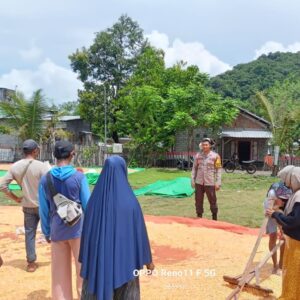 Bhabinkamtibmas Desa Adu Pantau Penjemuran Jagung Warga, Dorong Distribusi ke Bulog