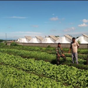 Babinsa Dampingi Petani Sawi Perkuat Ketahanan Pangan Desa