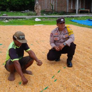 Bhabinkamtibmas Aktif Dampingi Warga, Hasil Panen Jagung Siap Terserap