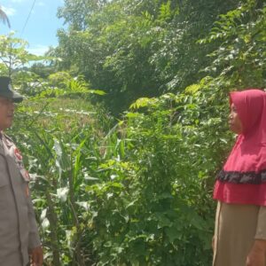 Dukung Ketahanan Pangan, Bhabinkamtibmas Desa Rhee Pantau Pertumbuhan Jagung Hibrida Warga