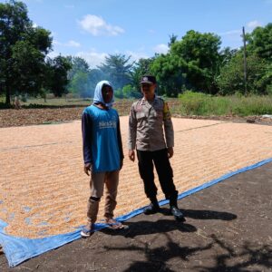 Bhabinkamtibmas Polsek Kilo Dampingi Petani, Dorong Kualitas Panen Jagung di Desa Mbuju