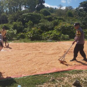 WUJUD DUKUNGAN POLRI TERHADAP KETAHANAN PANGAN NASIONAL, BHABINKAMTIBMAS DESA KEMPO DAMPINGI PETANI JAGUNG