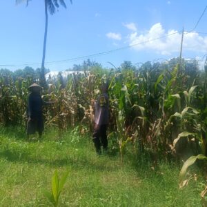Dukung Ketahanan Pangan, Bhabinkamtibmas Desa Tarusa Pantau Persiapan Panen Jagung Hibrida