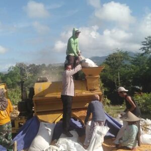 Bhabinkamtibmas Desa Saneo Turun Langsung Pantau Panen Jagung Warga