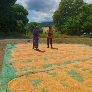 BHABINKAMTIBMAS DESA NANGAMIRO LAKUKAN PEMANTAUAN HASIL PANEN JAGUNG WARGA DALAM MENDUKUNG KETAHANAN PANGAN NASIONAL