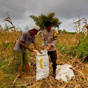 Dorong Petani Sejahtera, Bhabinkamtibmas Desa Poja Sape Loby Bulog Serap Hasil Panen Jagung