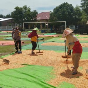 BHABINKAMTIBMAS POLSEK KEMPO LAKUKAN PEMANTAUAN HASIL PANEN JAGUNG WARGA DALAM DUKUNG KETAHANAN PANGAN NASIONAL