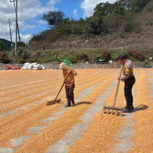 Dukung Ketahanan Pangan Nasional, Bhabinkamtibmas Rhee Loka Sambangi Petani Jagung