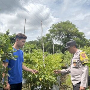Dukung Pangan Mandiri, Bhabinkamtibmas Rhee Loka Pantau Budidaya Cabai dan Serap Kendala Petani