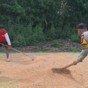 BHABINKAMTIBMAS DESA TANJU DAMPINGI PETANI JAGUNG DALAM PROGRAM KETAHANAN PANGAN