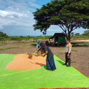 Panen Jagung Capai Belasan Ton, Bhabinkamtibmas Doropeti Berikan Motivasi kepada Petani