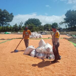 BHABINKAMTIBMAS DESA DOROPETI LAKUKAN PEMANTAUAN HASIL PANEN JAGUNG WARGA DI KECAMATAN PEKAT