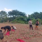 BHABINKAMTIBMAS POLSEK MANGGELEWA MONITORING HASIL PANEN BAWANG WARGA BINAAN