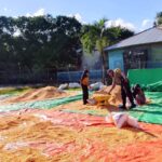 BHABINKAMTIBMAS POLSEK DOMPU PANTAU HASIL PANEN JAGUNG WARGA DAN AJAK DISTRIBUSIKAN KE BULOG