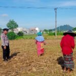 Bhabinkamtibmas Karang Bongkot Pantau Aktivitas Petani Sawah