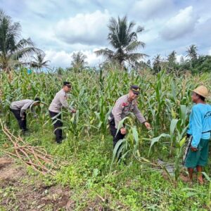 Sat Binmas Polres Lombok Tengah Cek Kesiapan Panen Raya Jagung Kuartal II 2026