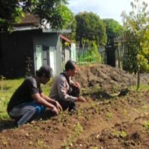 Sentuhan Bhabinkamtibmas di Dusun Senteluk Daye: Sulap Pekarangan Jadi Lahan Hortikultura Produktif