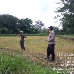 Personel Polsek Terara Cek Tanaman Jagung di Dusun Jeruk Desa Rarang Selatan