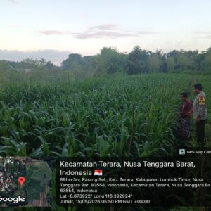 Bhabinkamtibmas Desa Rarang Batas Cek Tanaman Jagung Milik Warga Di Dusun Bolor Sembe