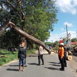 Personel Polsek Pringgabaya Lakukan Pengaturan Lalu Lintas dan Evakuasi Pohon Sengon Tumbang di Seruni Mumbul